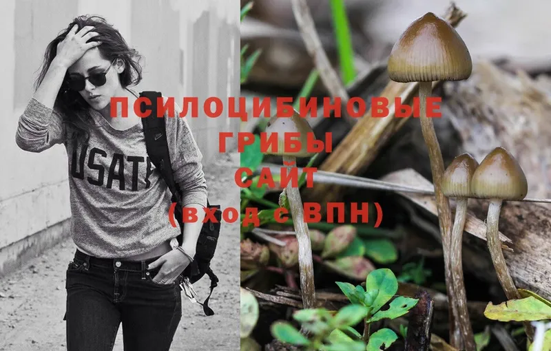 Псилоцибиновые грибы Psilocybe  площадка телеграм  Олонец 